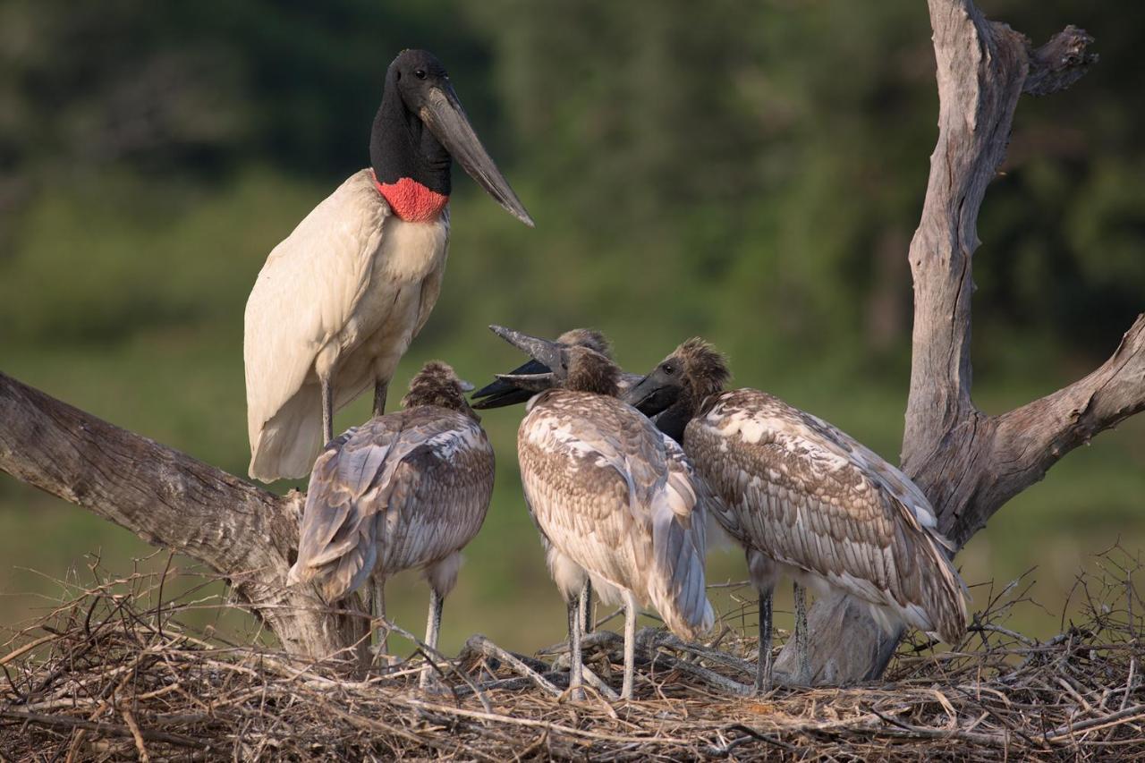 Southwild Pantanal Lodge Pixaim Екстер'єр фото