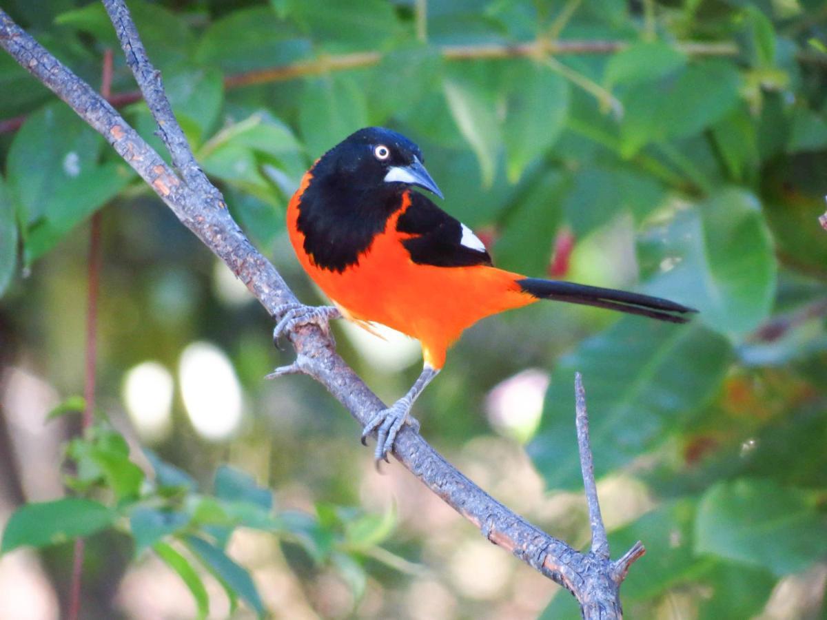 Southwild Pantanal Lodge Pixaim Екстер'єр фото