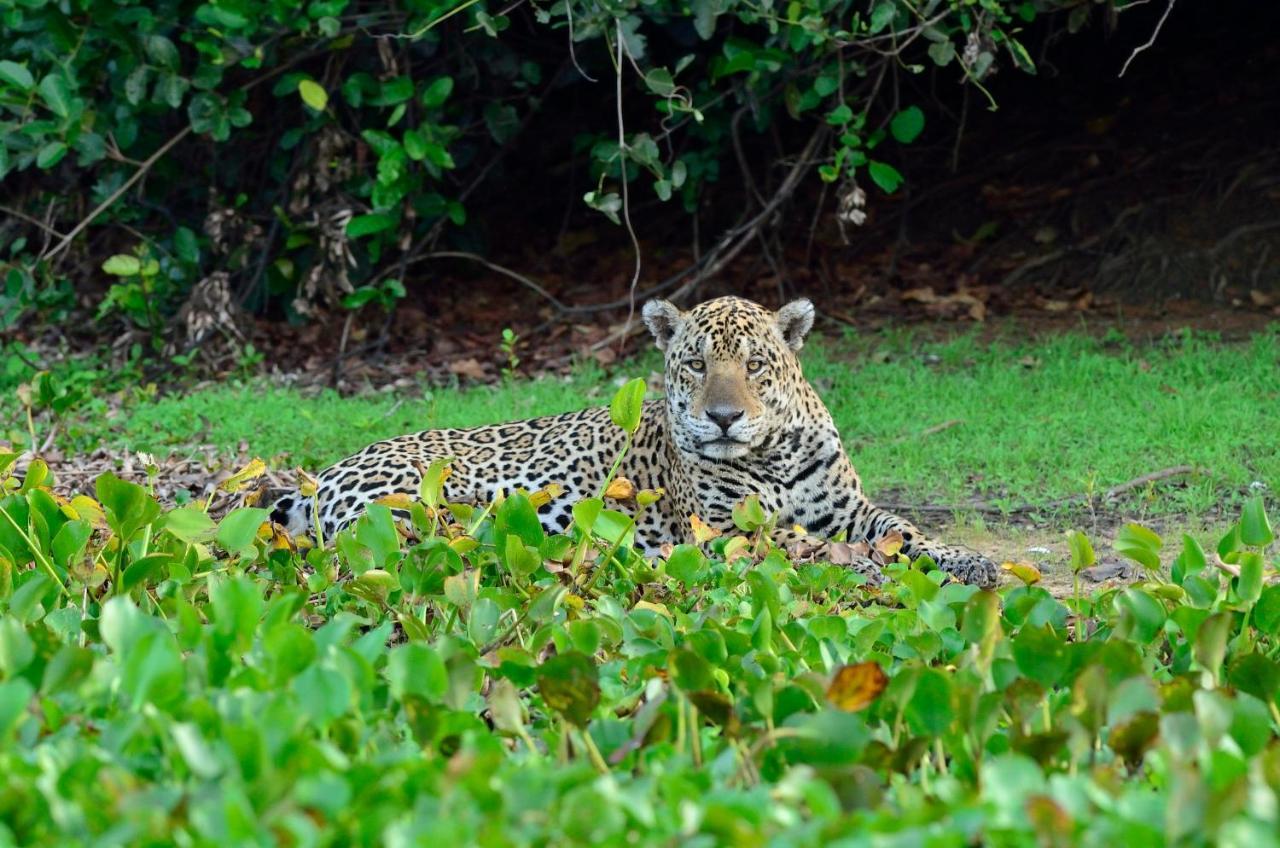 Southwild Pantanal Lodge Pixaim Екстер'єр фото