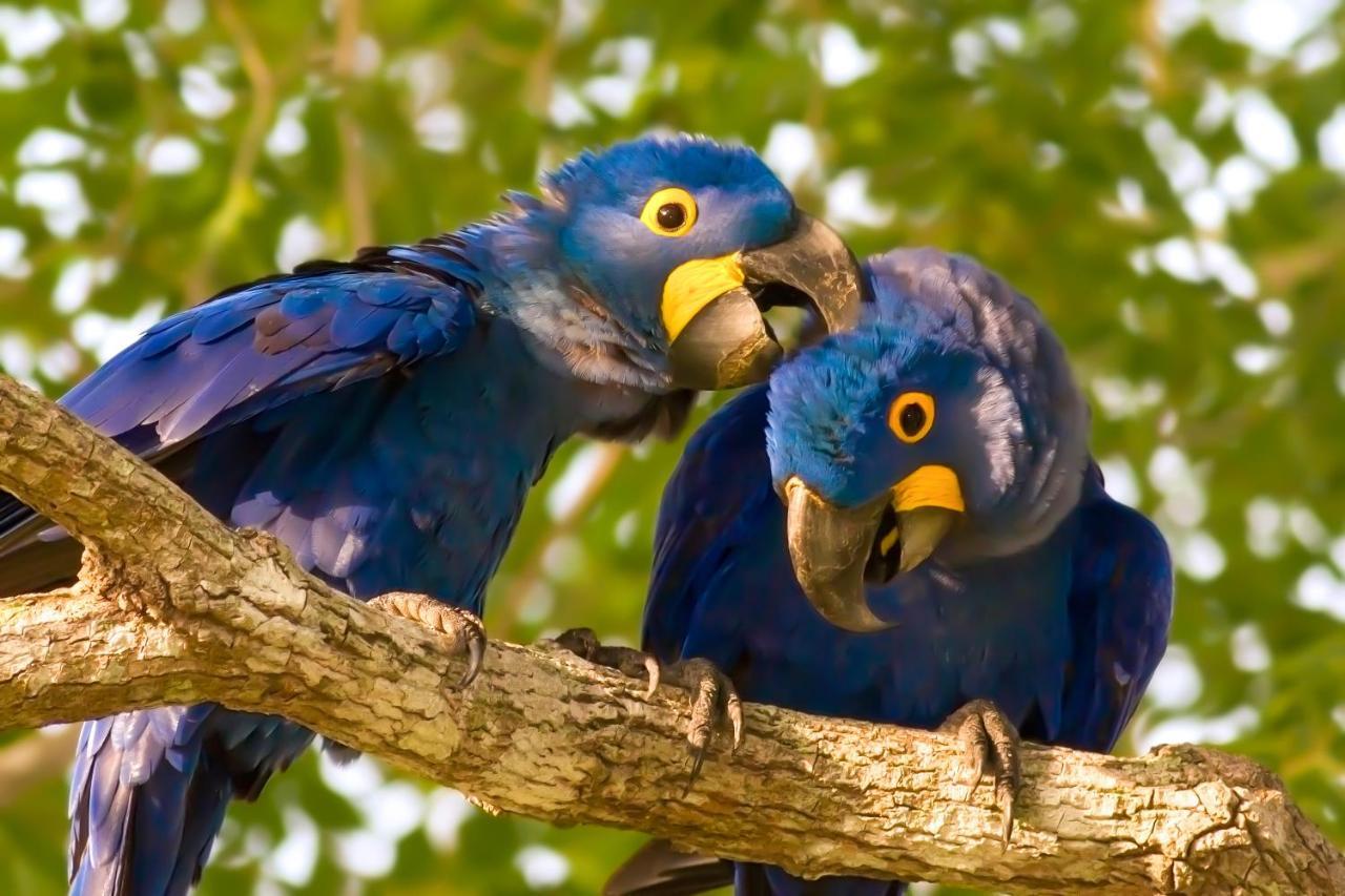 Southwild Pantanal Lodge Pixaim Екстер'єр фото