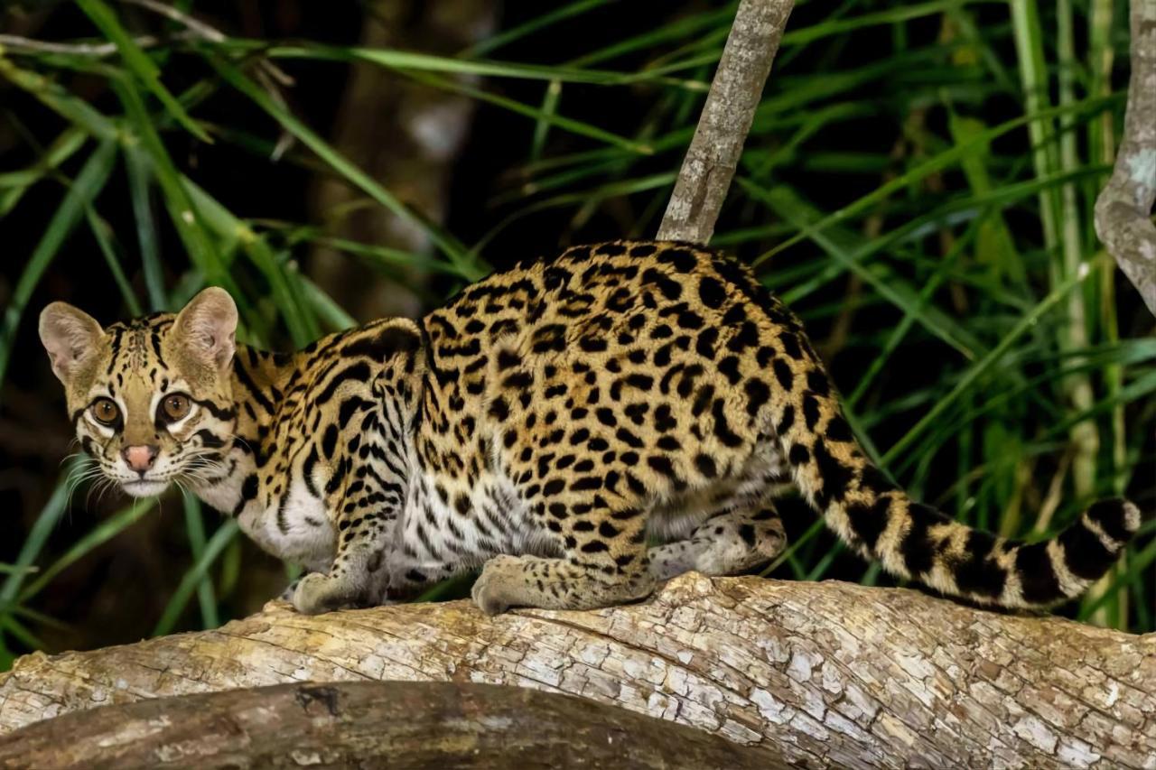 Southwild Pantanal Lodge Pixaim Екстер'єр фото