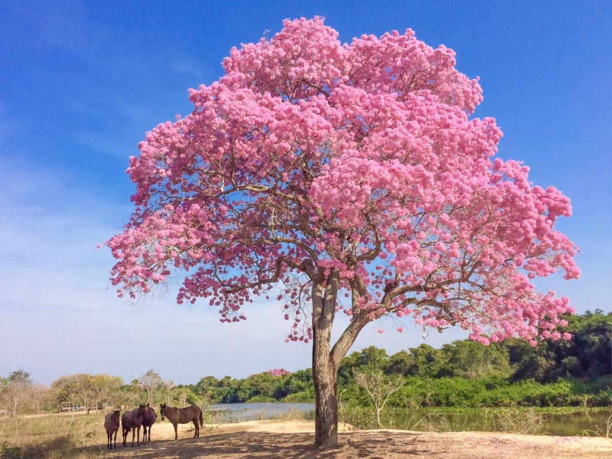 Southwild Pantanal Lodge Pixaim Екстер'єр фото