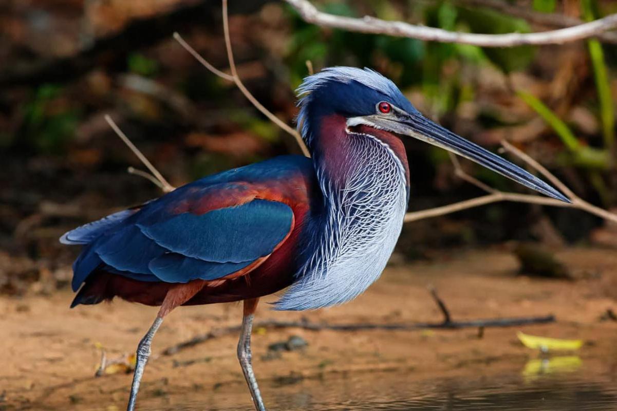Southwild Pantanal Lodge Pixaim Екстер'єр фото