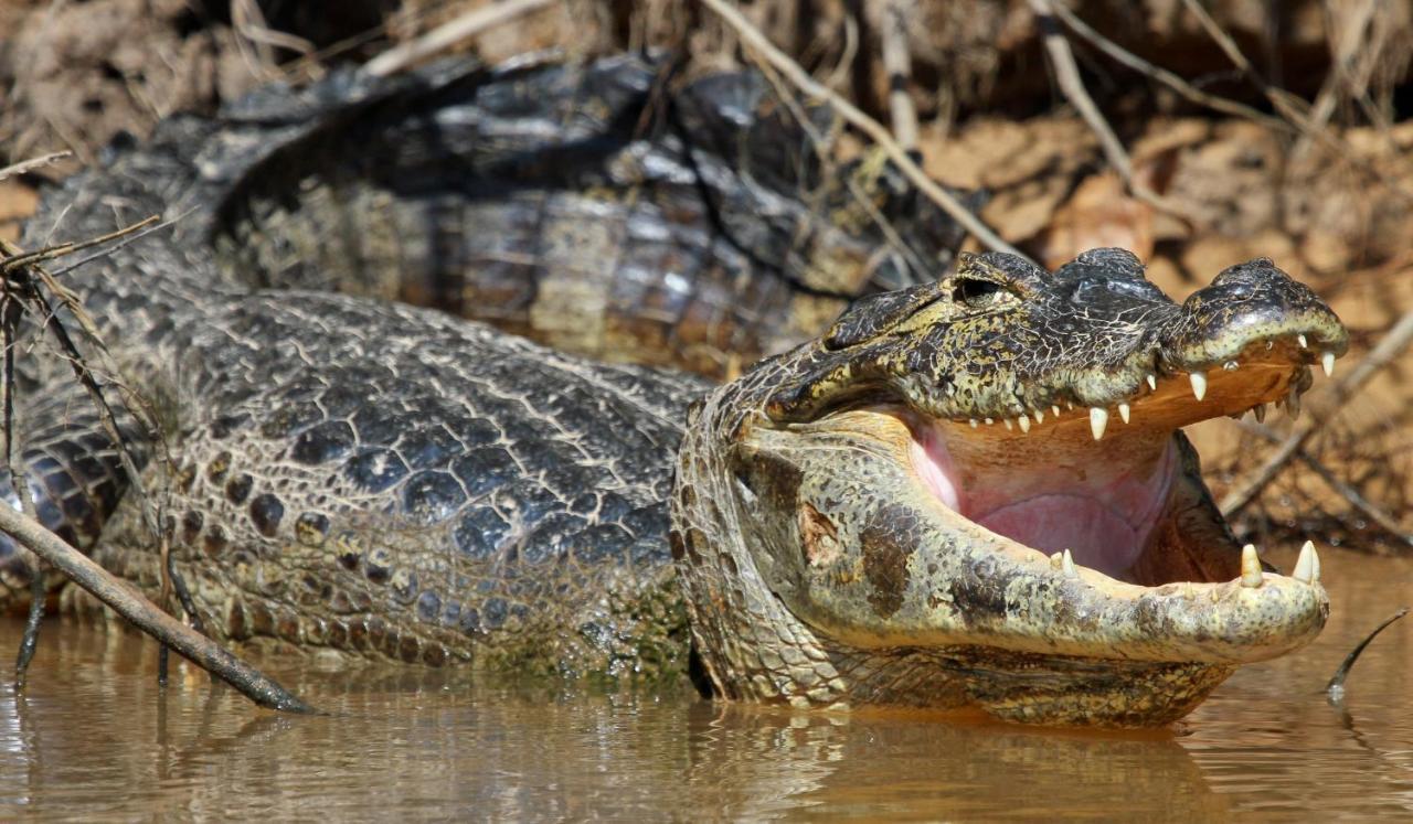 Southwild Pantanal Lodge Pixaim Екстер'єр фото