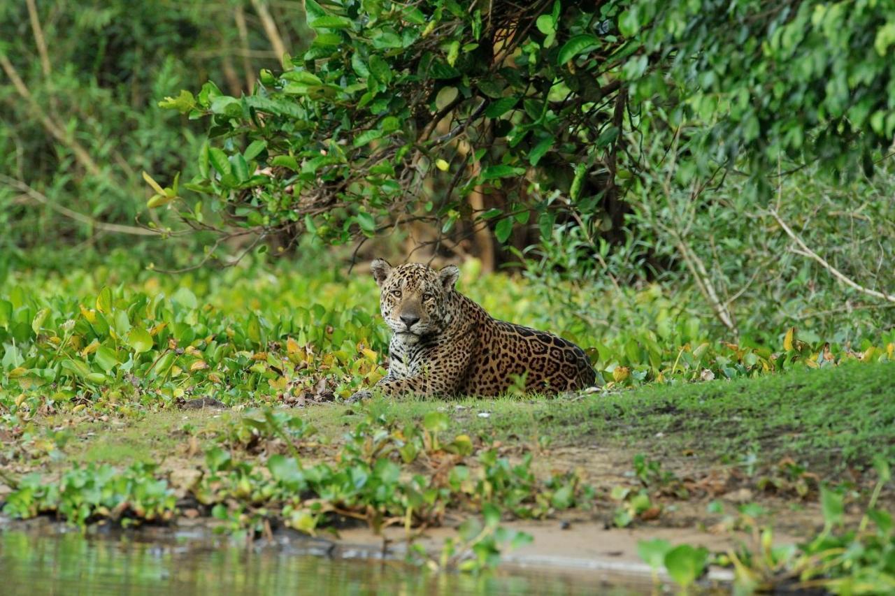 Southwild Pantanal Lodge Pixaim Екстер'єр фото