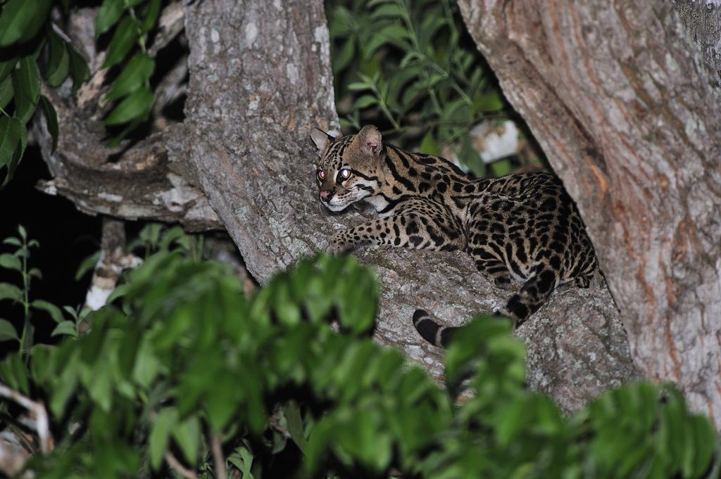 Southwild Pantanal Lodge Pixaim Екстер'єр фото